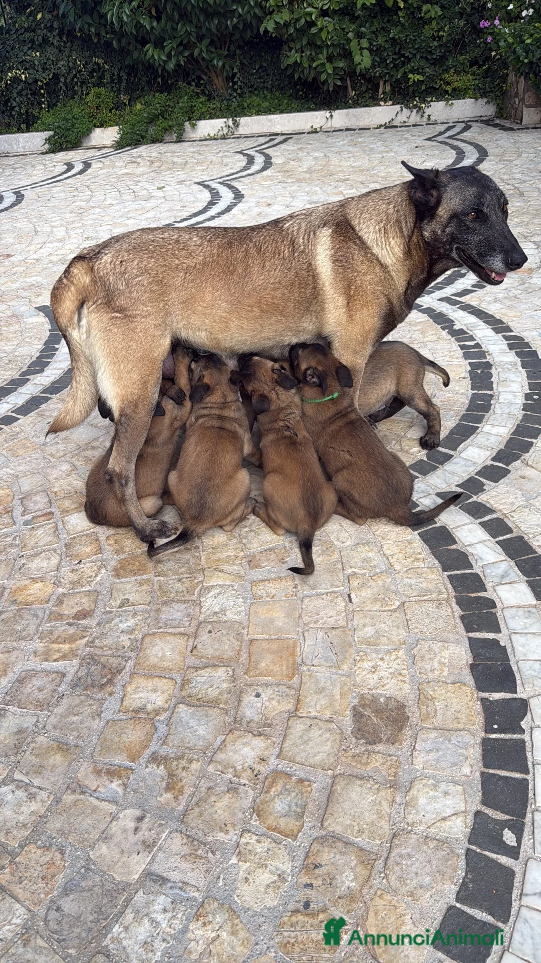 Pastore Belga cani in vendita: Femmine Pastore Belga Malinois - Annuncio 1