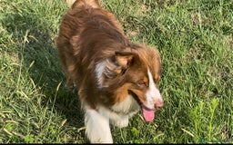 Australian Shepherd cani per accoppiamento: Pastore australiano per monta a Provincia di Frosinone - Immagine 4
