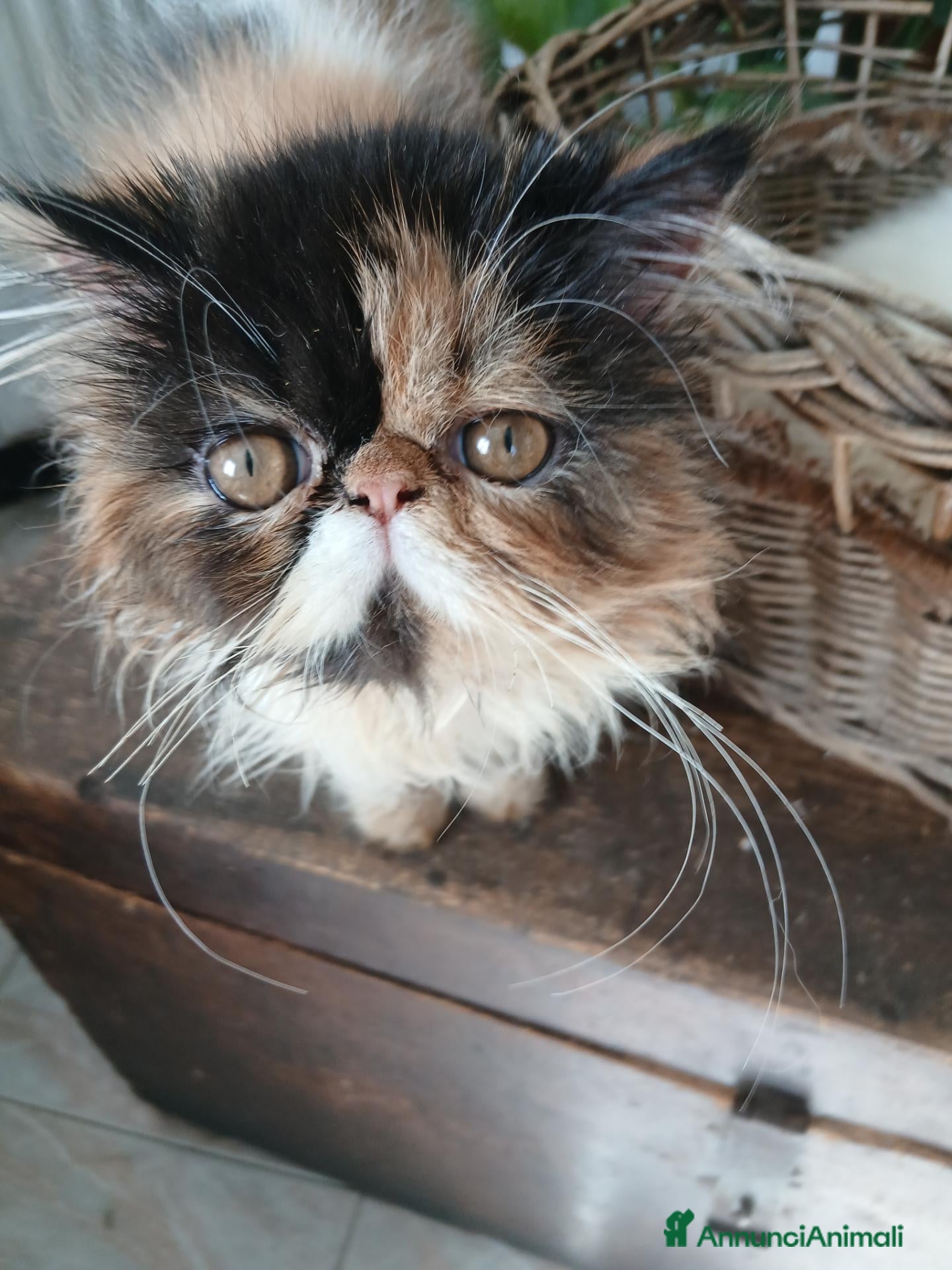 Persiano gatti Persiana calico  - Annuncio 18