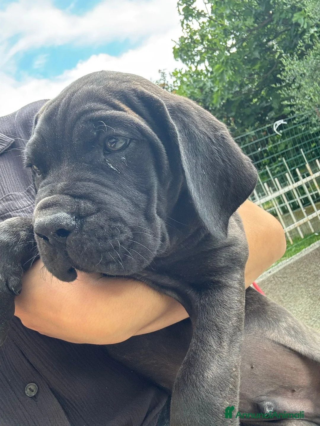 Cane Corso cani in vendita: Cuccioli cane corso con pedigree enci - Annuncio 3