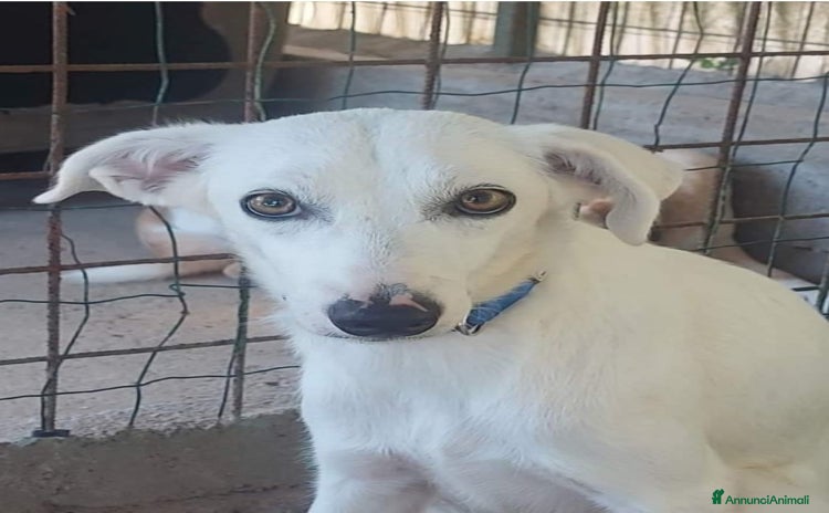 Meticcio cani a Città Metropolitana di Milano - Annuncio 11
