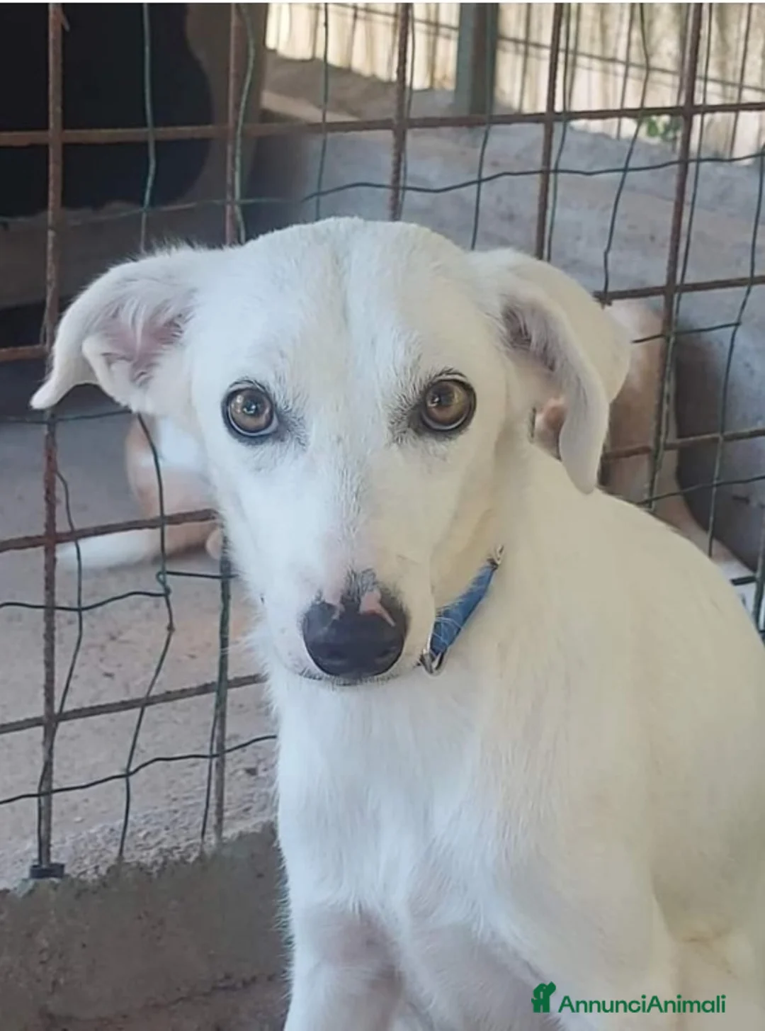 Meticcio cani in regalo: Giovane cagnolina bianca torna in strada!SOS SICIL a Città Metropolitana di Milano - Annuncio 1