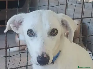 Meticcio cani Giovane cagnolina bianca torna in strada!SOS SICIL a Città Metropolitana di Milano - Annuncio 24