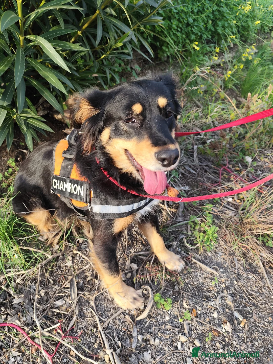 Meticcio cani in regalo: ZARA cagnolina taglia media - Annuncio 11