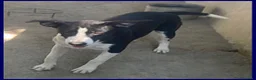 Meticcio cani in regalo: KLIZIA allegra e simpaticissima - Annuncio 4