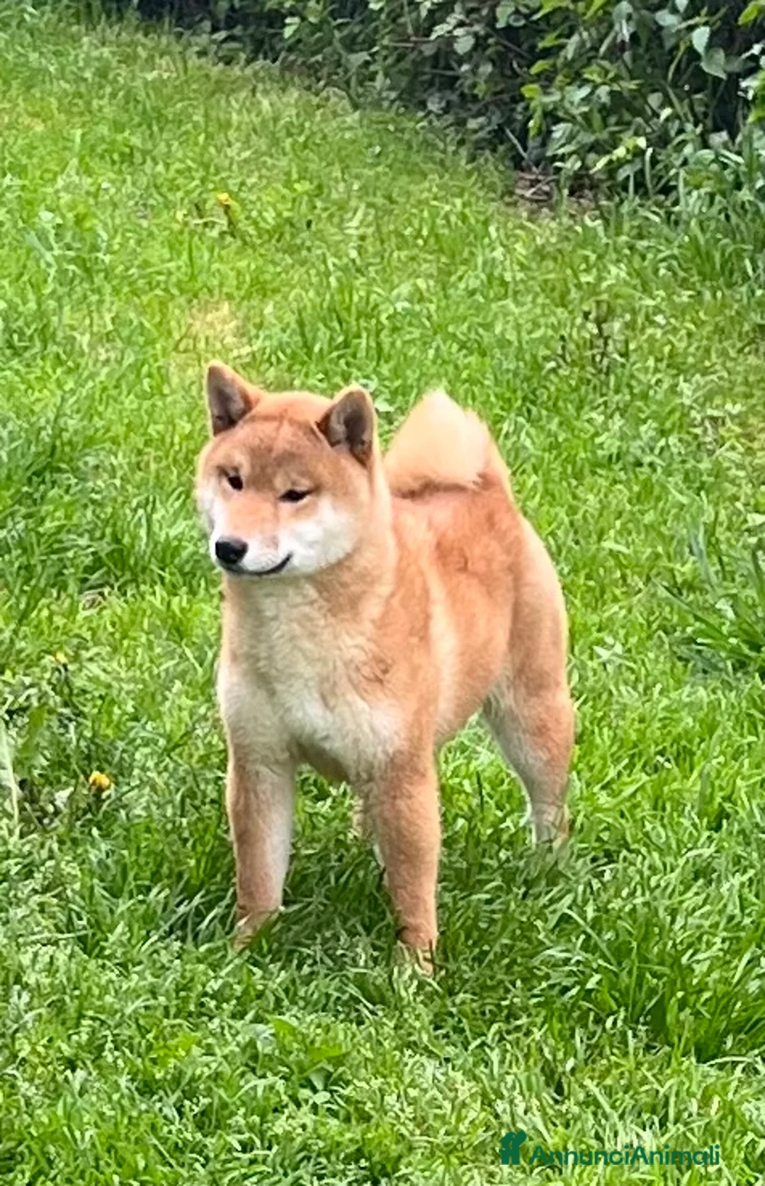 Shiba Inu cani in vendita: Shiba inu cuccioli  - Annuncio 4