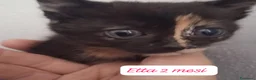 Altre razze gatti in regalo: Gattini destinati alla colonia  a Provincia di Ferrara - Annuncio 5
