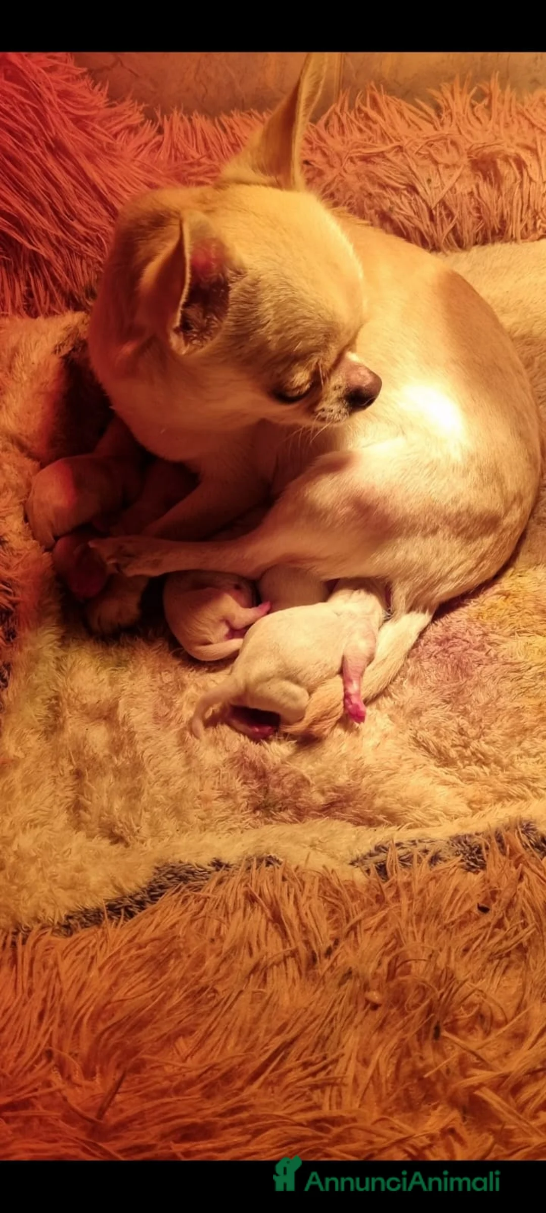 Chihuahua cani in vendita: Chihuahua  - Annuncio 2