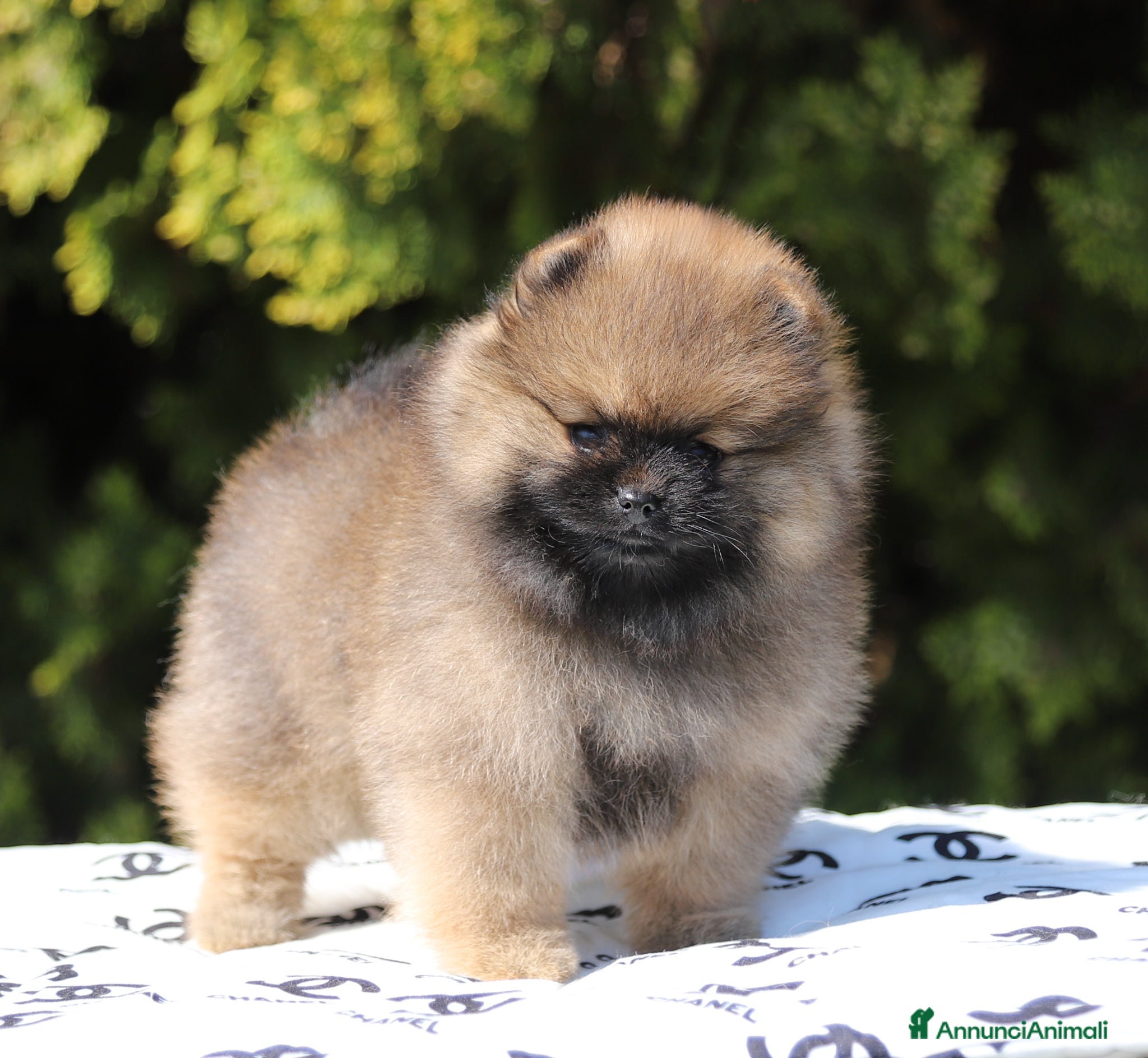 Volpino Pomerania cani Femmina di Spitz Nano Pomerania - Annuncio 2