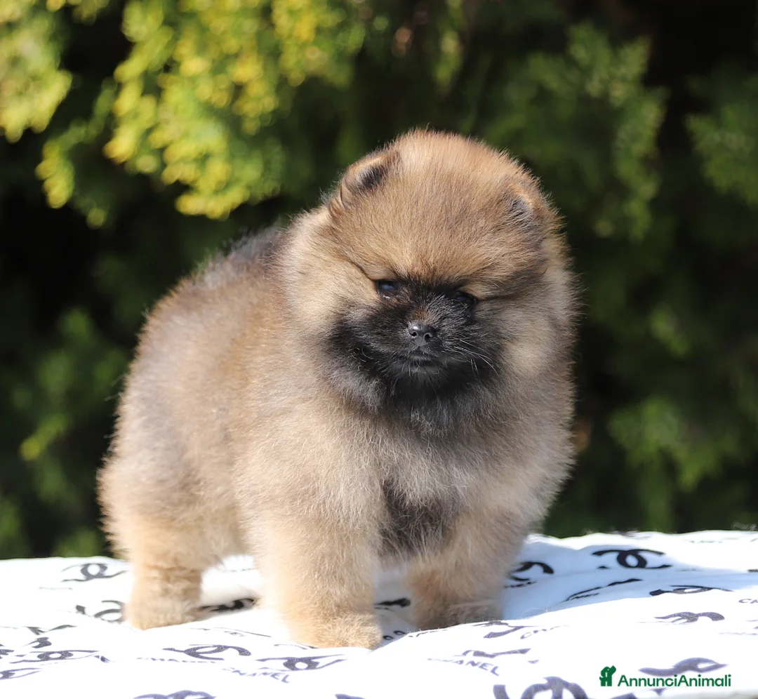 Volpino Pomerania cani in vendita: Femmina di Spitz Nano Pomerania - Annuncio 1