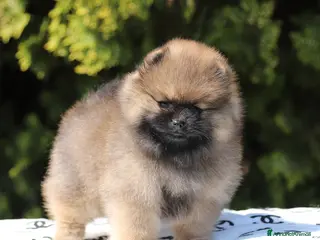 Volpino Pomerania cani Femmina di Spitz Nano Pomerania - Annuncio 2