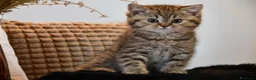 British gatti in vendita: Splendidi cuccioli di british shorthair  - Annuncio 1