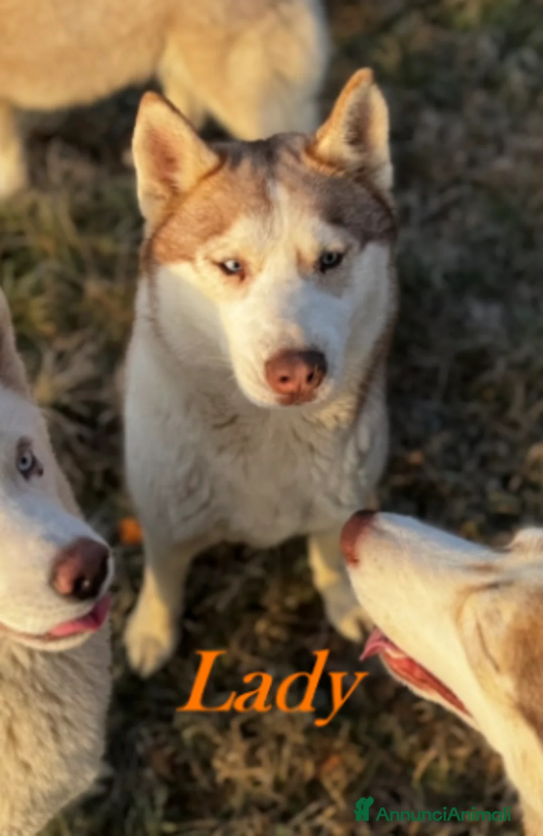 Husky cani in vendita: Cucciole di Husky occhi azzurri e pedigree ENCI - Annuncio 6