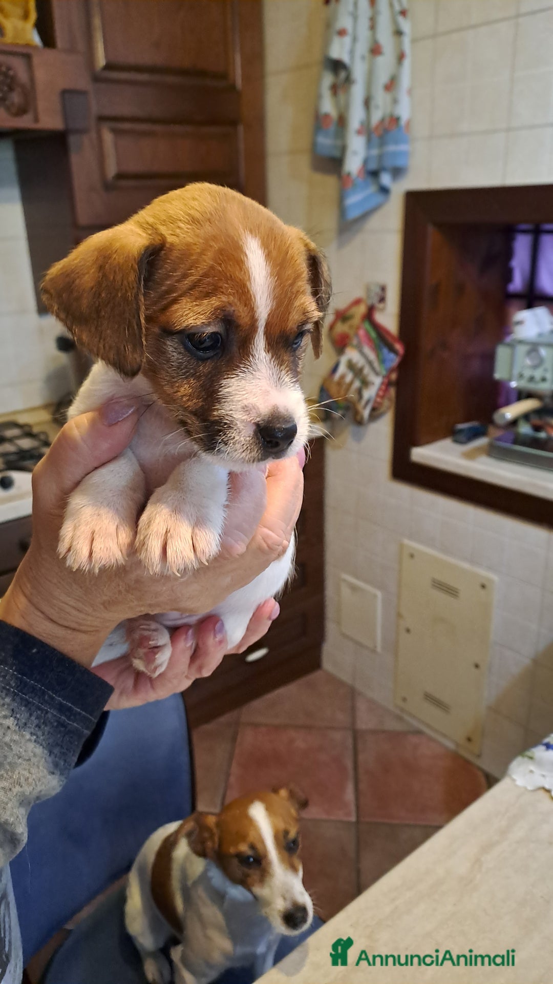 Jack Russell cani in vendita: Cuccioli di Jack Russell con pedigree  - Annuncio 15