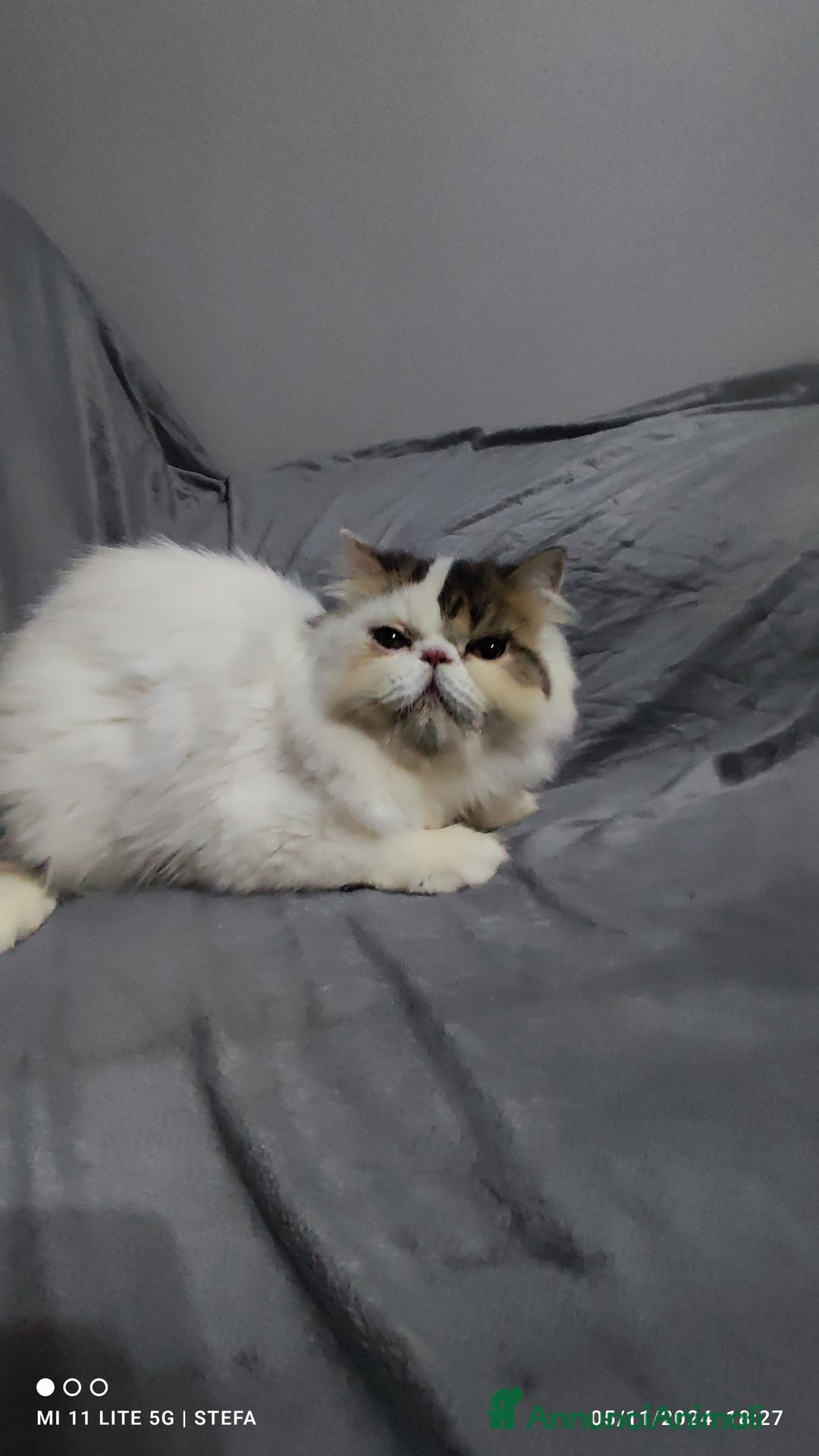 Persiano gatti in vendita: Gatto persiano bianco Braun arlecchino  a Città metropolitana di Milano - Annuncio 5