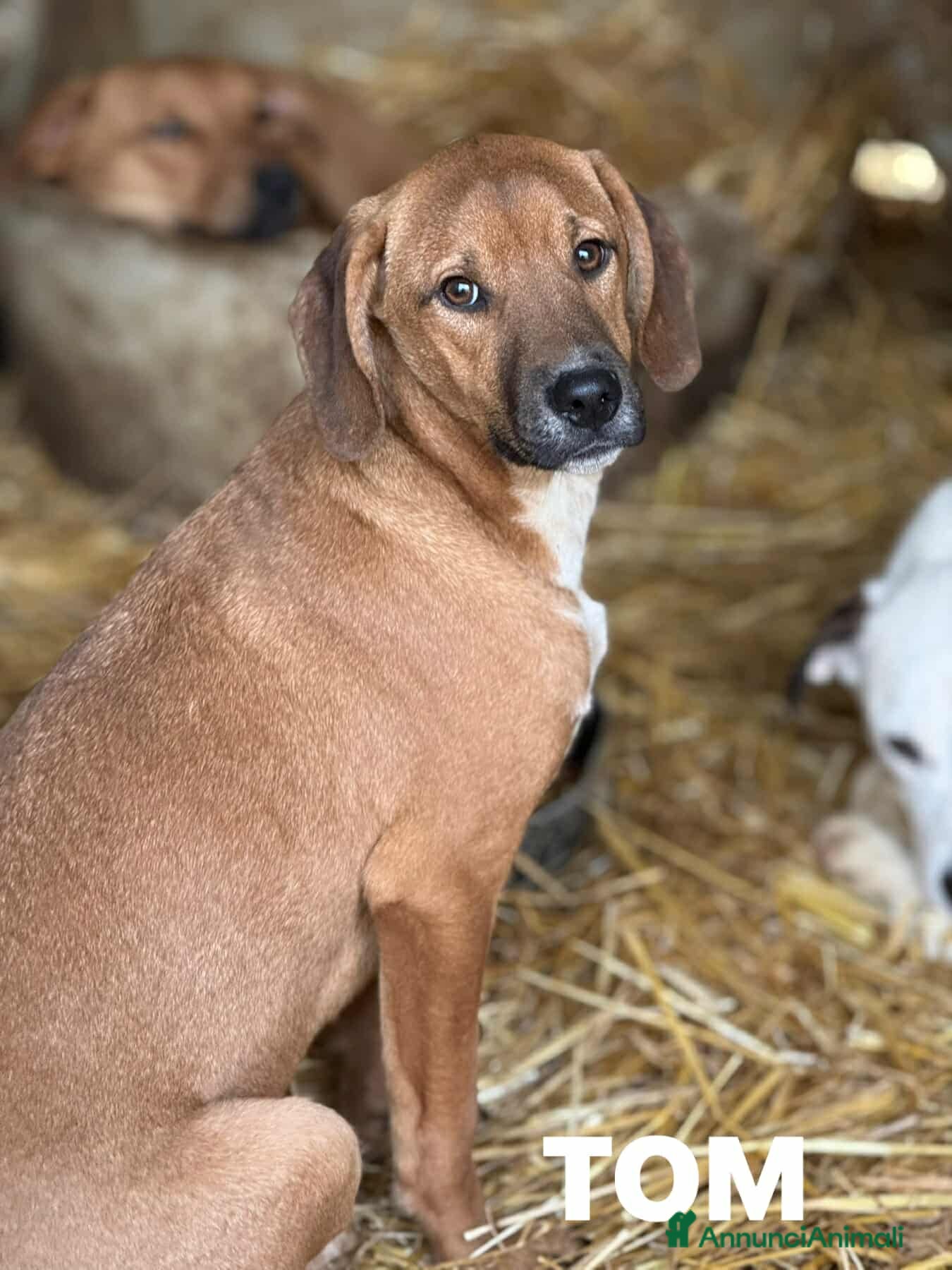 Meticcio cani TOM & TINO, buffissimi cuccioli orecchie lunghe! - Annuncio 1