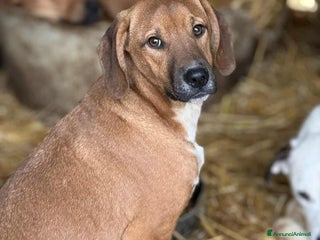 Meticcio cani TOM & TINO, buffissimi cuccioli orecchie lunghe! - Annuncio 1