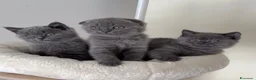 Scottish gatti in vendita: Scottish fold e straight  - Annuncio 5