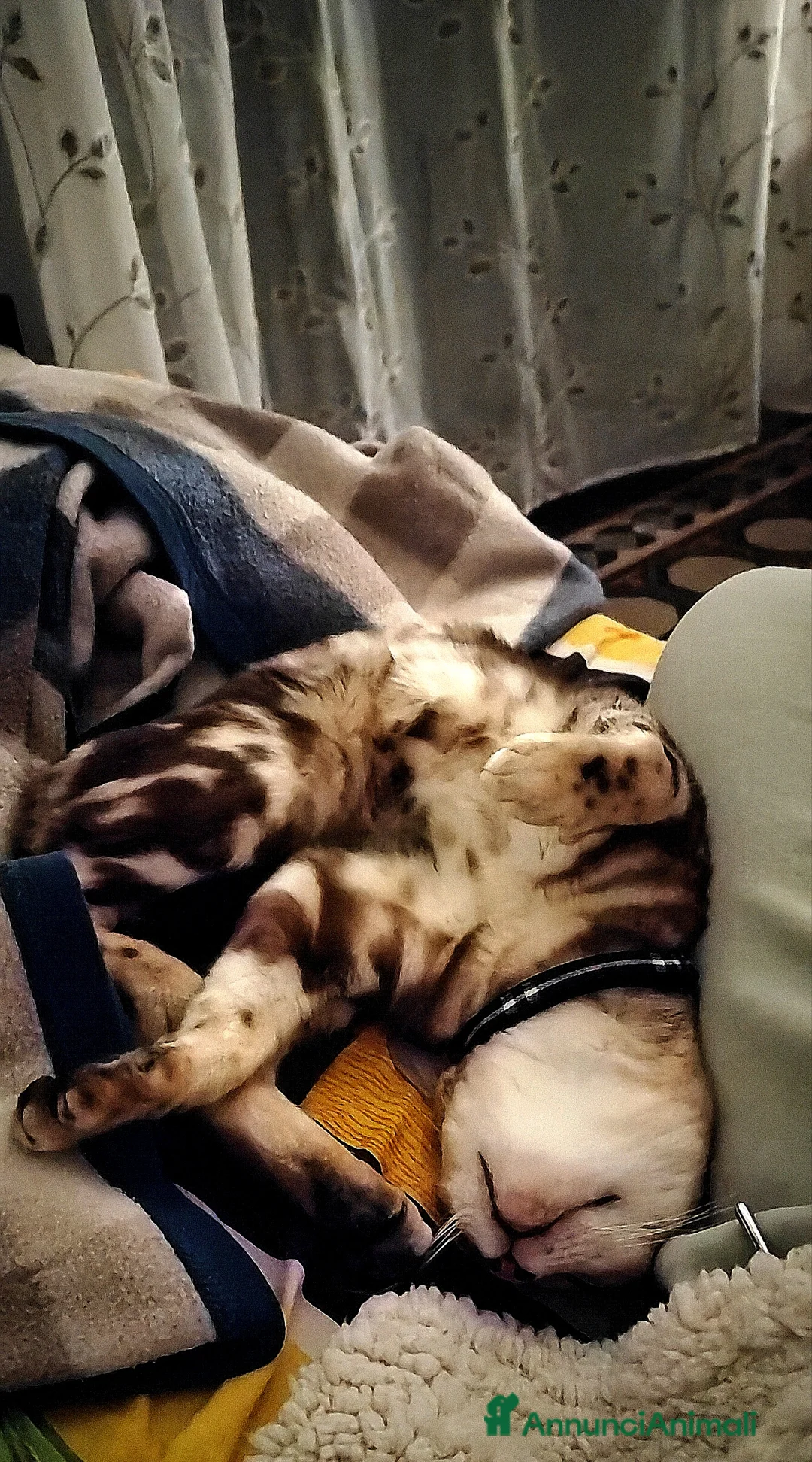 Bengala gatti per accoppiamento: Gatta bengala Flor - Annuncio 3