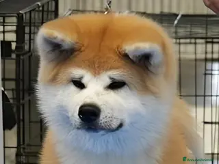 Akita Inu cani CUCCIOLI DI AKITA INU - Annuncio 34