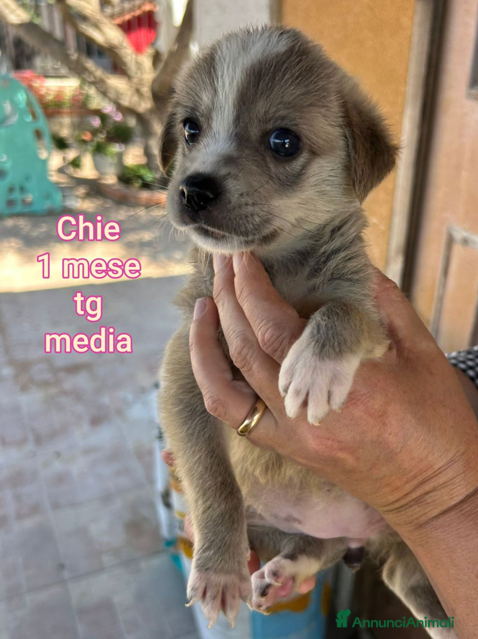 Meticcio cani CUCCIOLI, URGENTE: TEMPO SCADUTO! - Annuncio 1