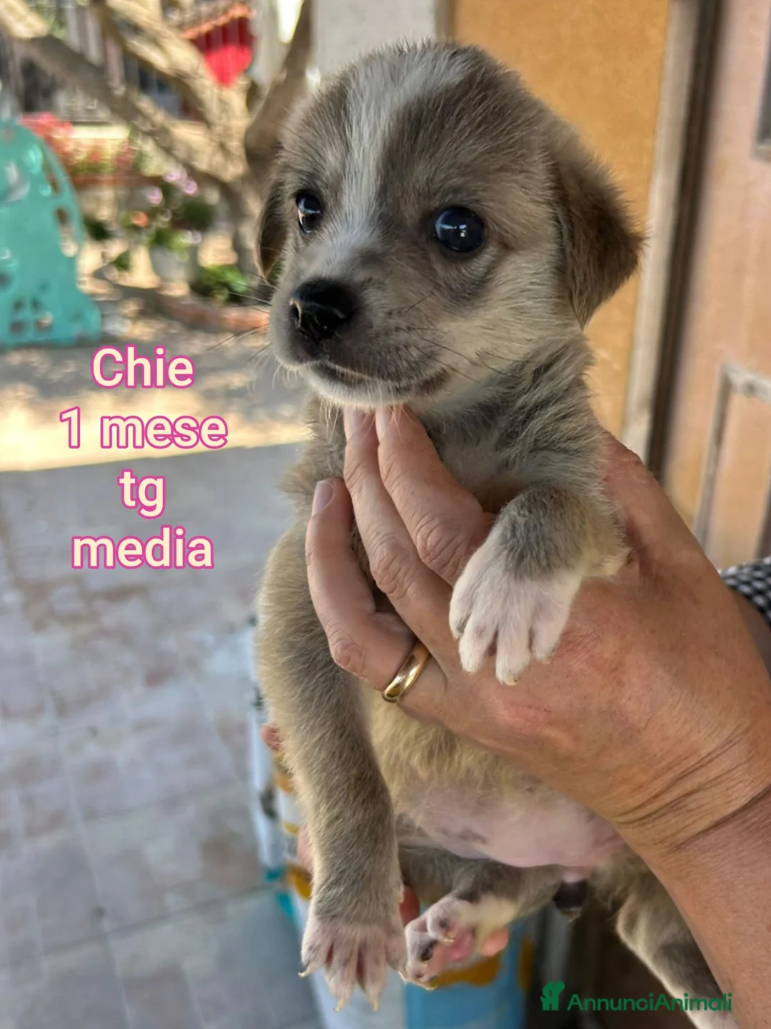 Meticcio cani in regalo: CUCCIOLI, URGENTE: TEMPO SCADUTO! a Provincia di Arezzo - Annuncio 1