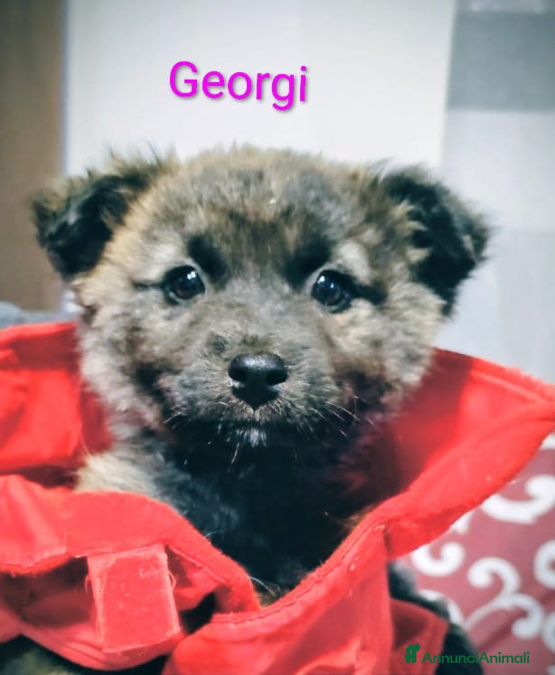 Meticcio cani in regalo: GEORGI cucciola 3 mesi taglia piccola - Annuncio 1