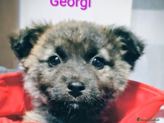 Meticcio cani GEORGI cucciola 3 mesi taglia piccola - Annuncio 1