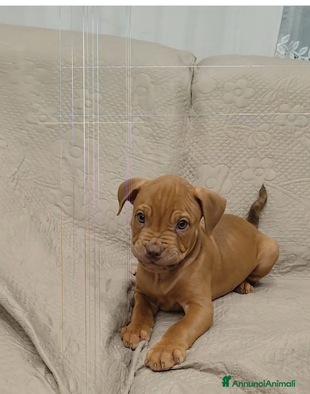 Pitbull cani in vendita: Cuccioli di Pitbull ukc rednose con pedigree  - Annuncio 3