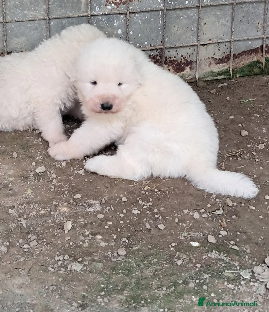 Pastore Maremmano cani in vendita: spettacolari cuccioli di Pastore marem. Abruzzese  - Annuncio 17