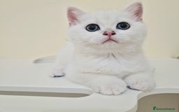 British gatti in vendita: Cuccioli British Shorthair a Villafranca di Verona - Immagine 12