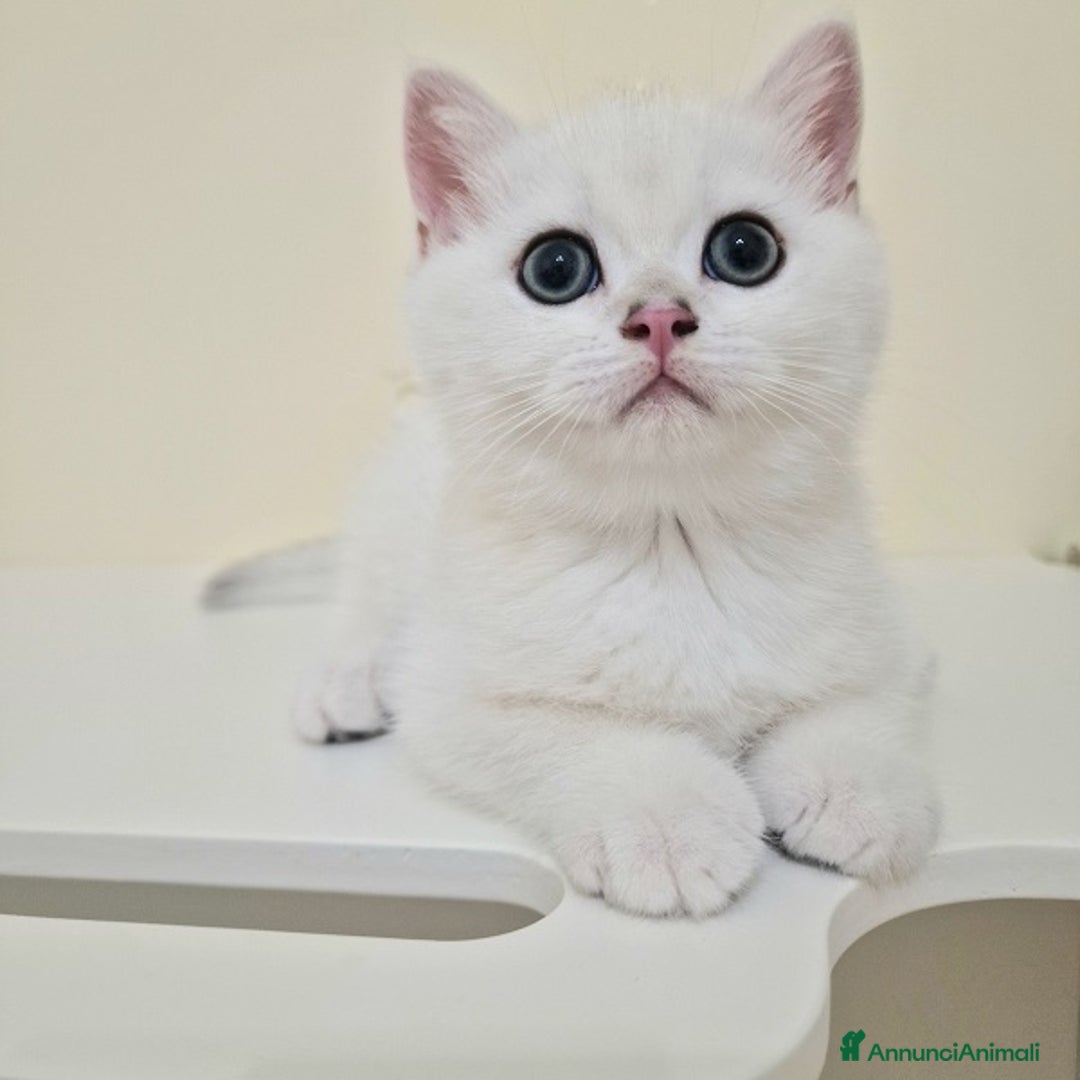 British gatti in vendita: Cuccioli British Shorthair a Villafranca di Verona - Immagine 12