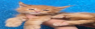 Onion