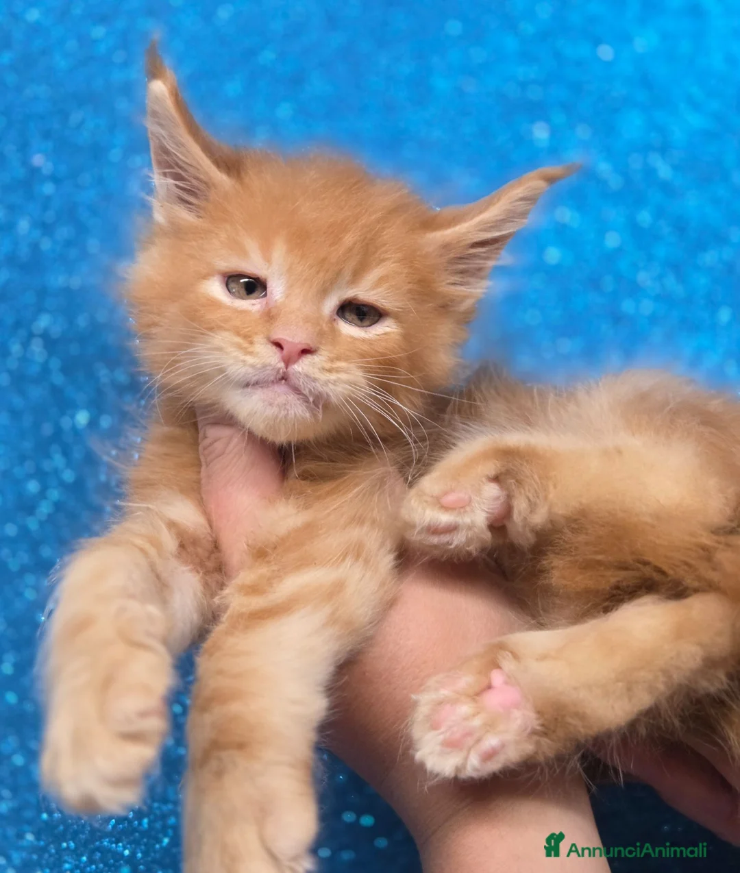 Maine Coon gatti in vendita: Cuccioli maine coon maschi - Annuncio 2