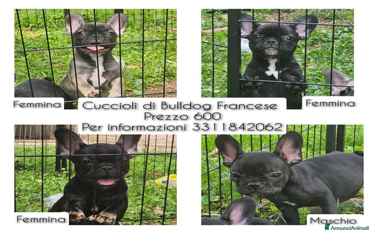 Bulldog Francese cani a Provincia di Vicenza - Annuncio 3