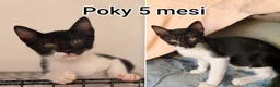 Altre razze gatti in regalo: GATTINI BISOGNOSI IN CERCA D'AMORE  a Città Metropolitana di Bologna - Annuncio 10