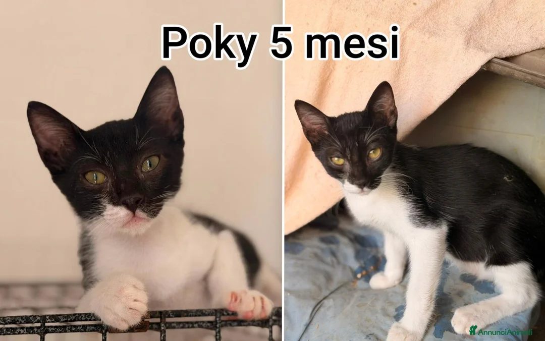 Altre razze gatti in regalo: GATTINI BISOGNOSI IN CERCA D'AMORE  a Città Metropolitana di Bologna - Annuncio 10