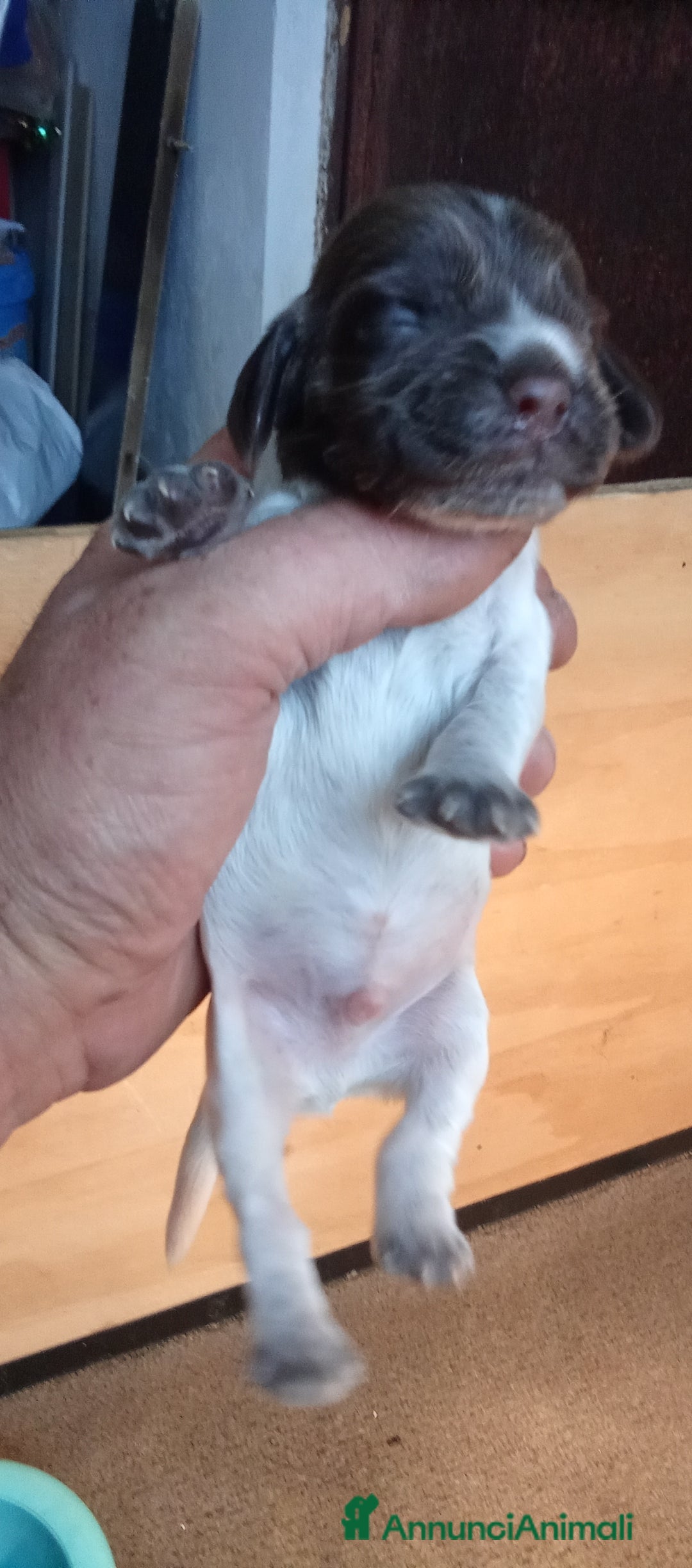 Cocker cani in vendita: Cuccioli di cocker spaniel  - Annuncio 6