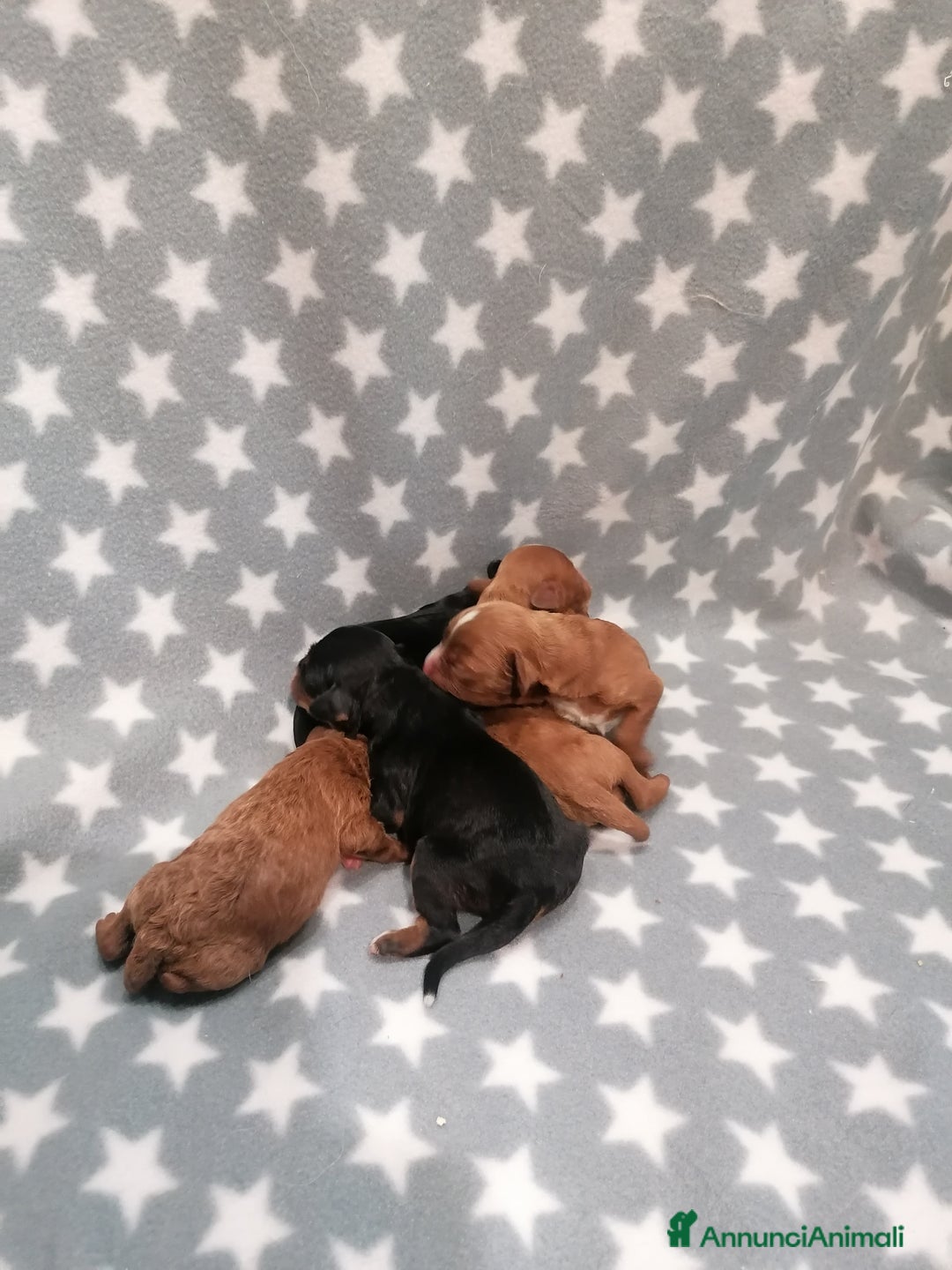 Meticcio cani in vendita: Cavapoo cuccioli - Annuncio 8