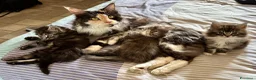 Maine Coon gatti in vendita: Gattini Maine Coon maschi - Annuncio 9