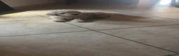 Barboncino cani in vendita: Barboncina - Annuncio 1