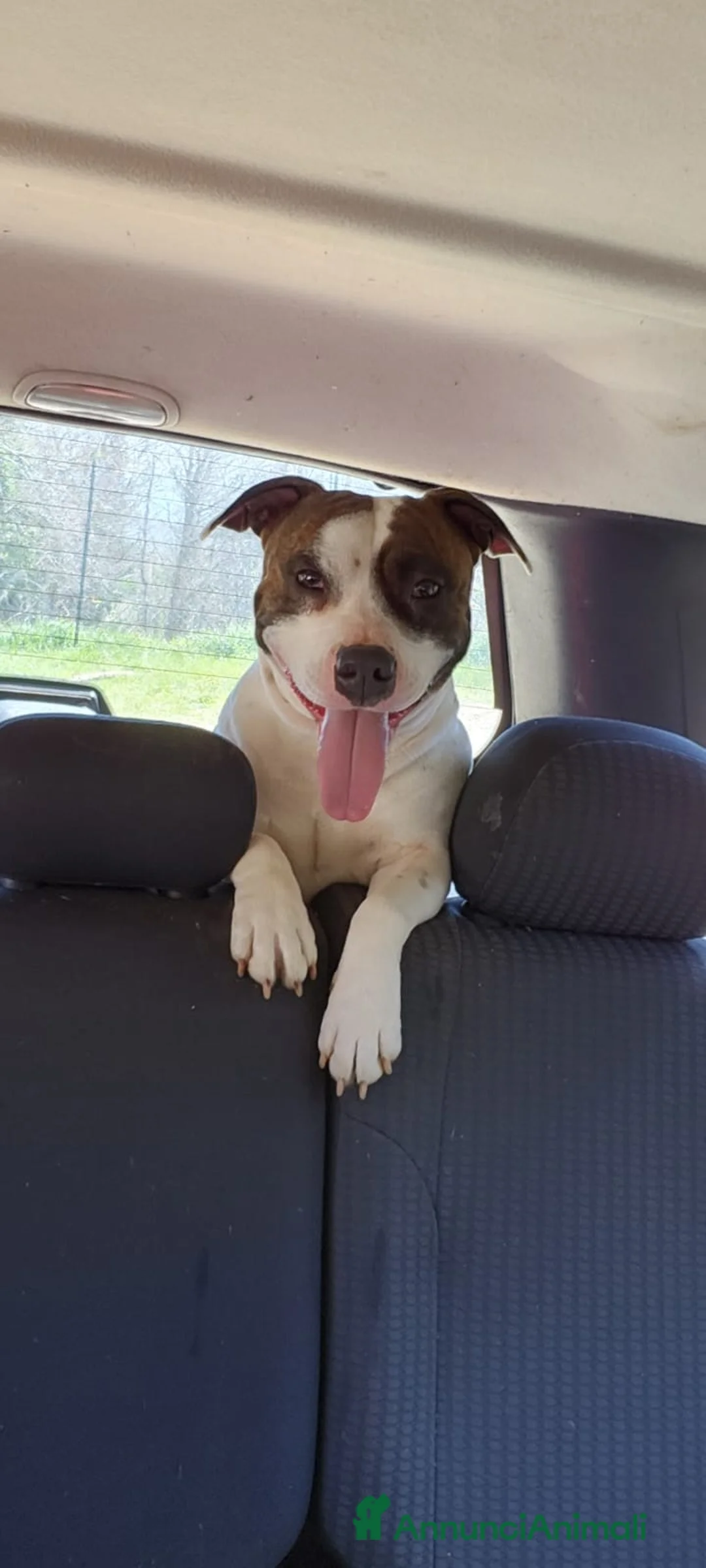 Meticcio cani in regalo: Cuccioli medico  M-Staff / Dogo argentino  - Annuncio 1