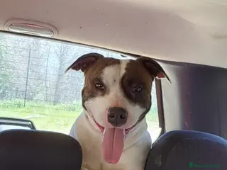 Meticcio cani in regalo: Cuccioli medico M-Staff / Dogo argentino - Annuncio 2