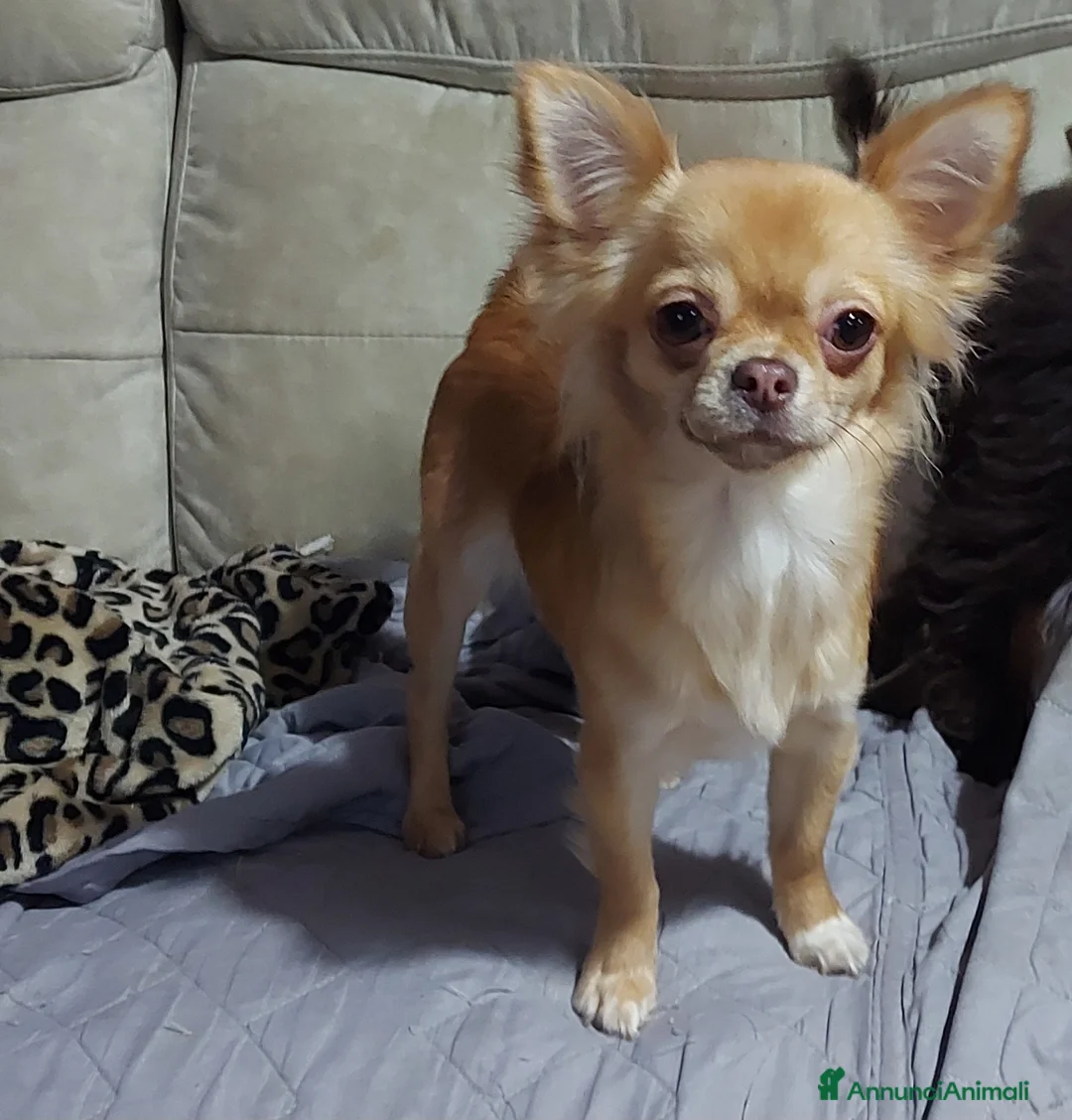 Immagine della galleria {{count}}