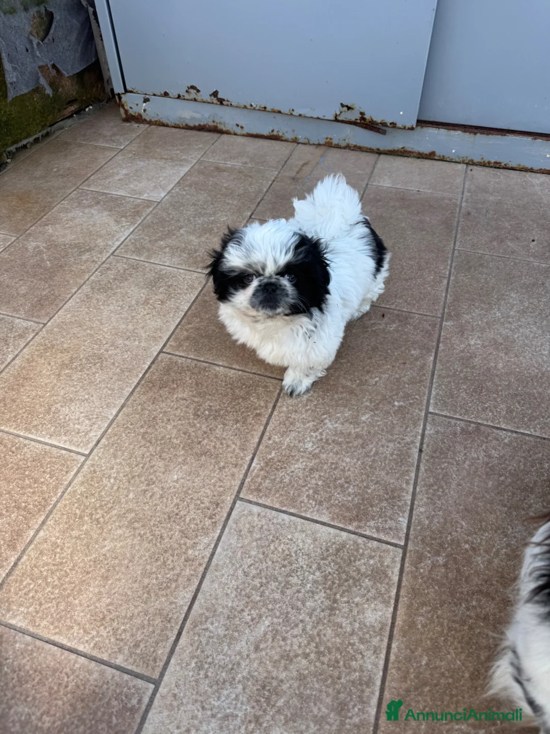 Pechinese cani in vendita: Cuccioli pechinese  - Annuncio 2