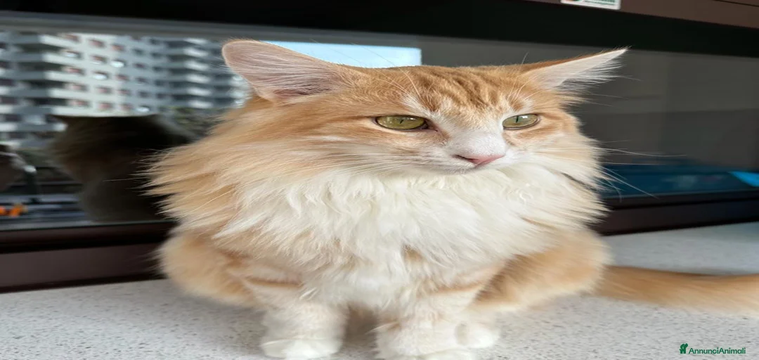 Immagine della galleria {{count}}