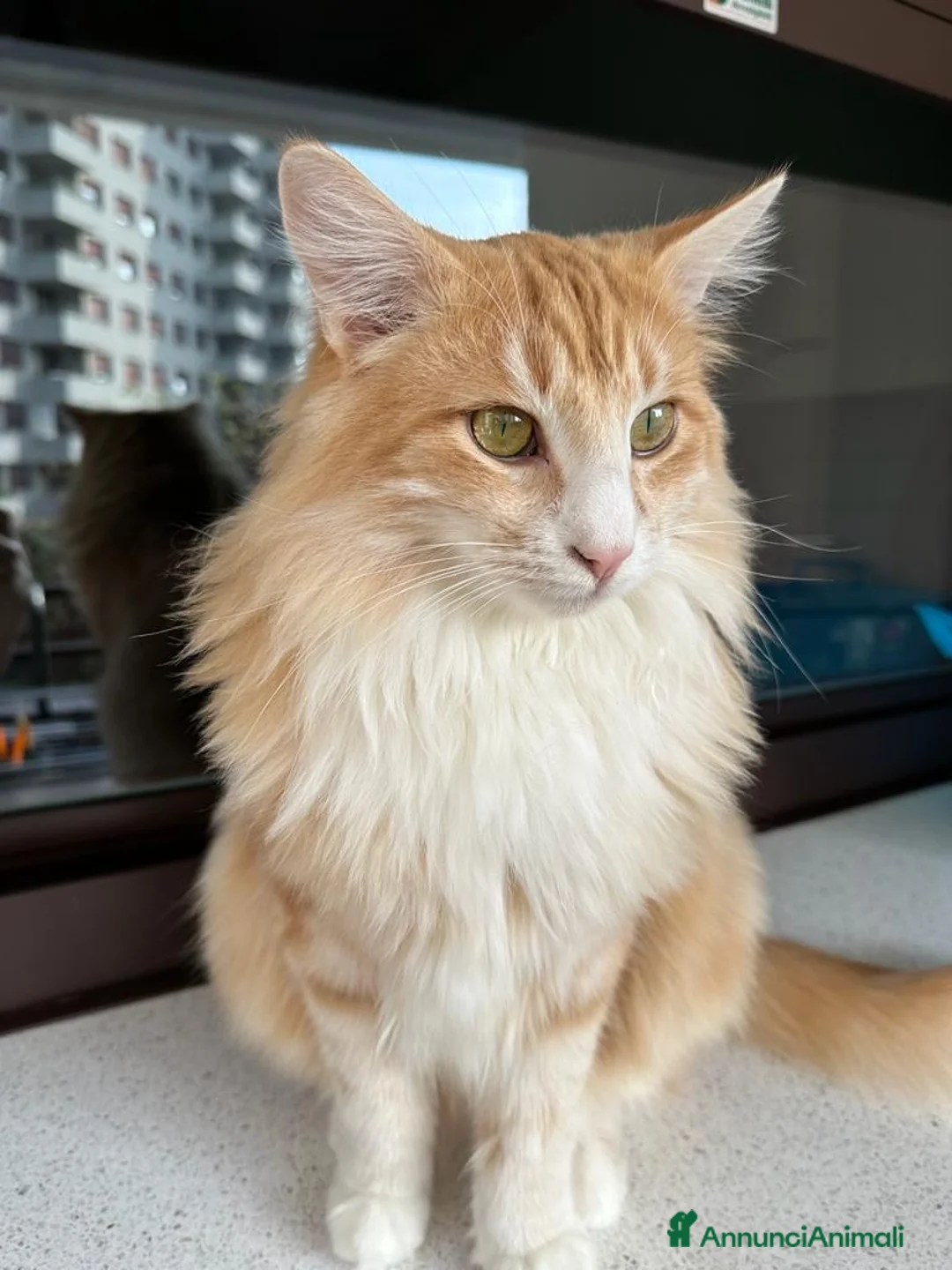 Immagine della galleria {{count}}