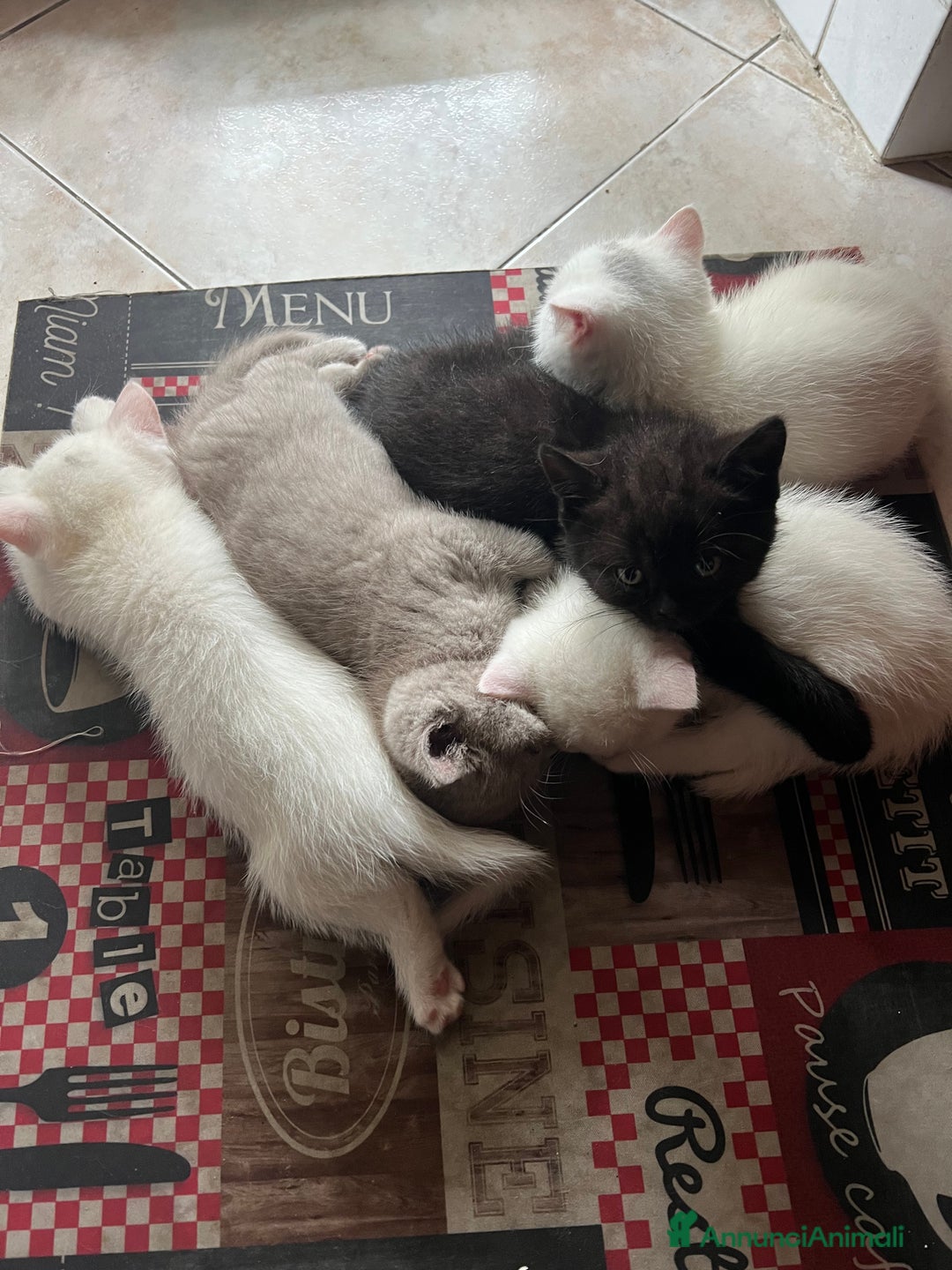 British gatti in vendita:  Cucciolata Gattini British Shorthair - Annuncio 5