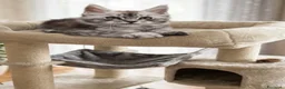 Maine Coon gatti in vendita: Cuccioli di Maine Coon femmine/maschi - Annuncio 3