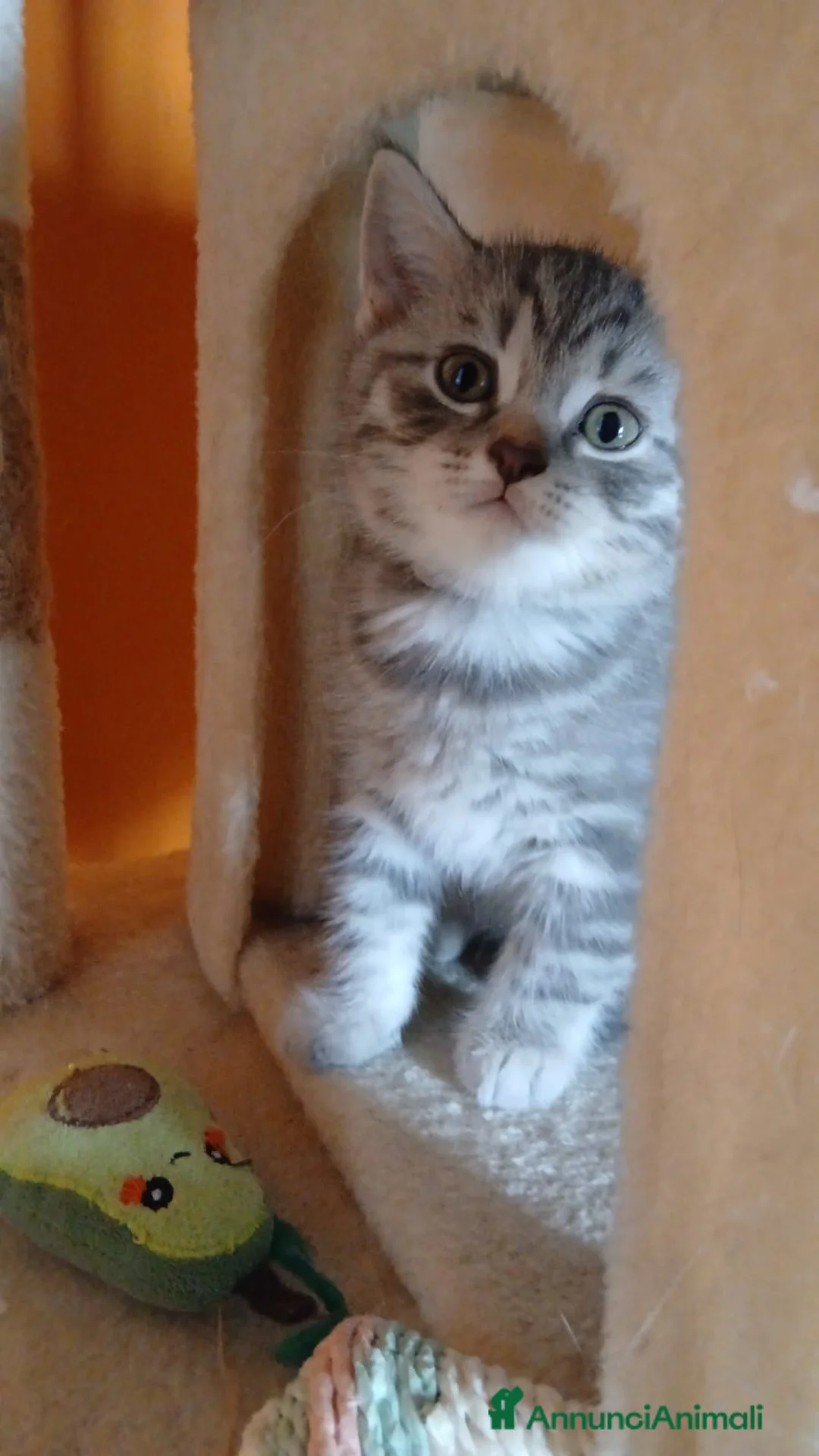 Scottish gatti in vendita: Maschietto scottish straight - Annuncio 2